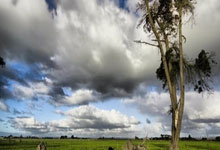 南非足球璀璨之星:荣耀加冕,绿茵传奇再谱新章